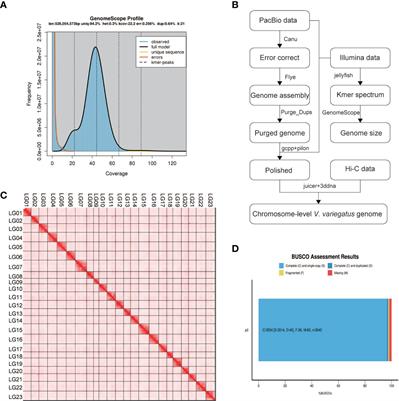 Chromosome-level genome assembly of the Verasper variegatus provides insights into left eye migration